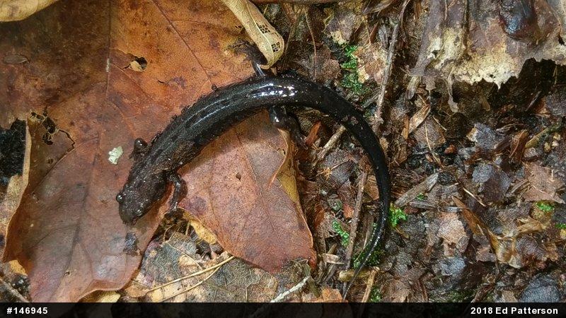 Allegheny Mountain Dusky Salamander