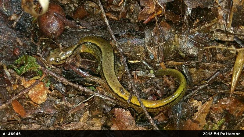 Northern Two-lined Salamander