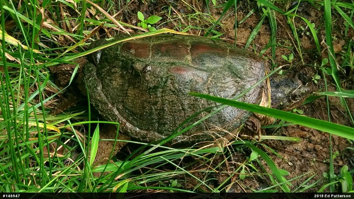 Snapping Turtle
