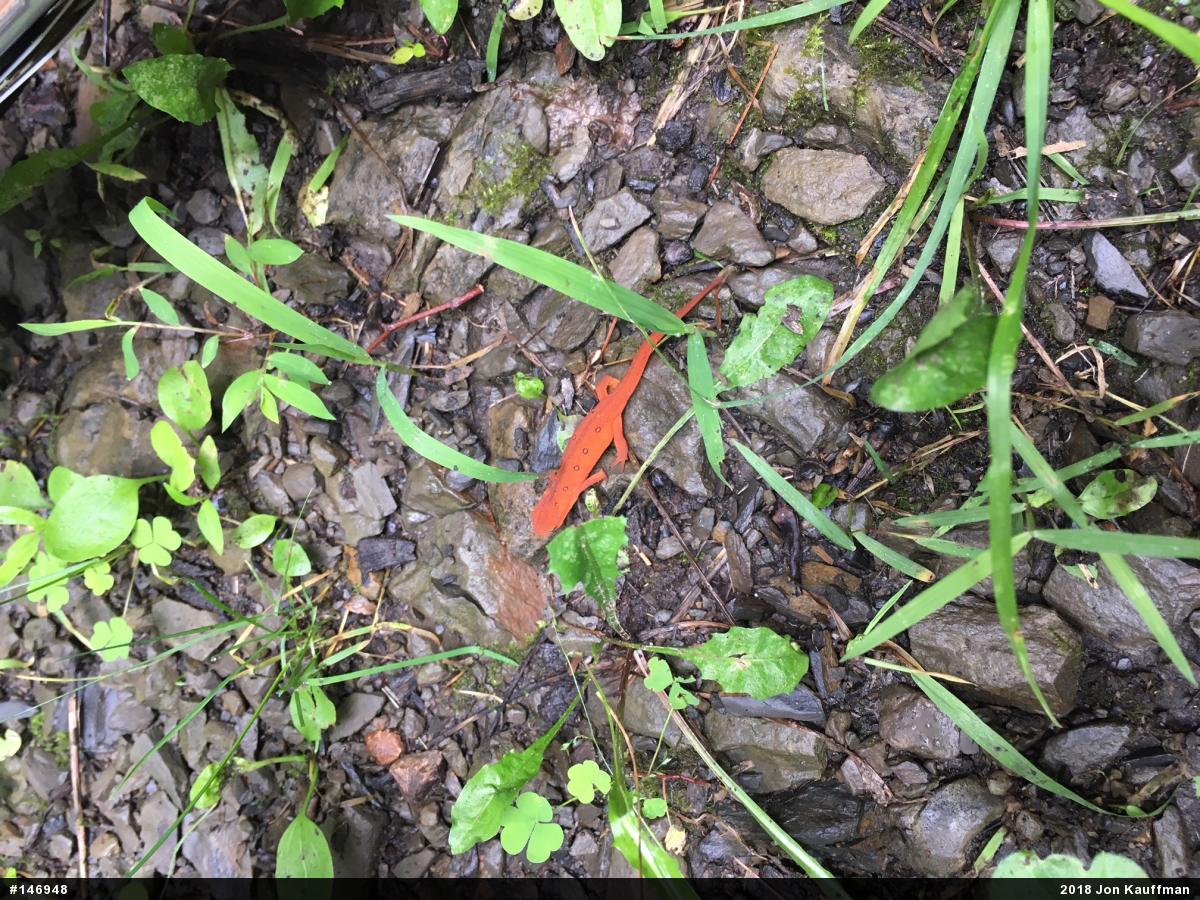 Red-spotted Newt