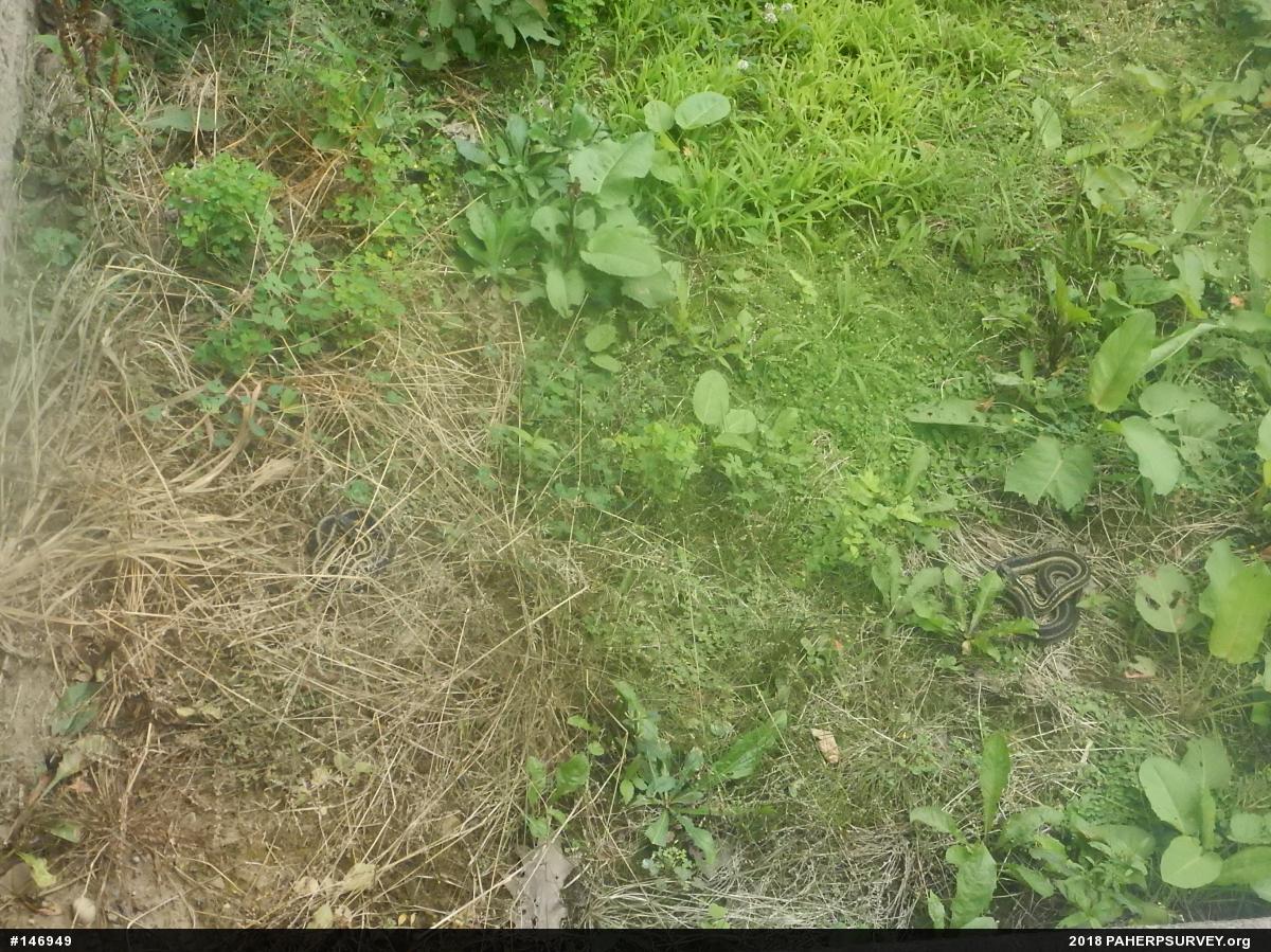 Eastern Gartersnake