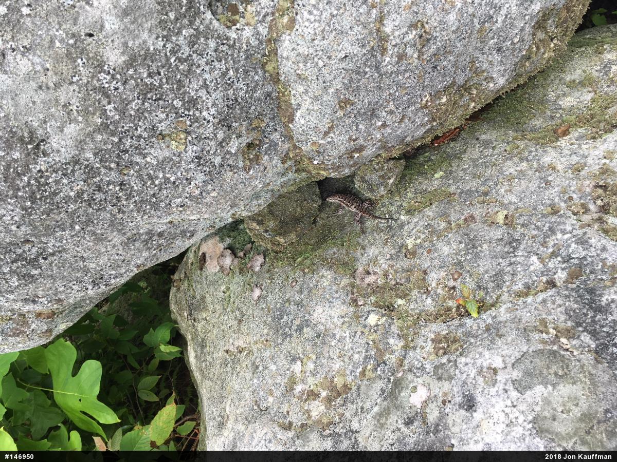 Eastern Fence Lizard