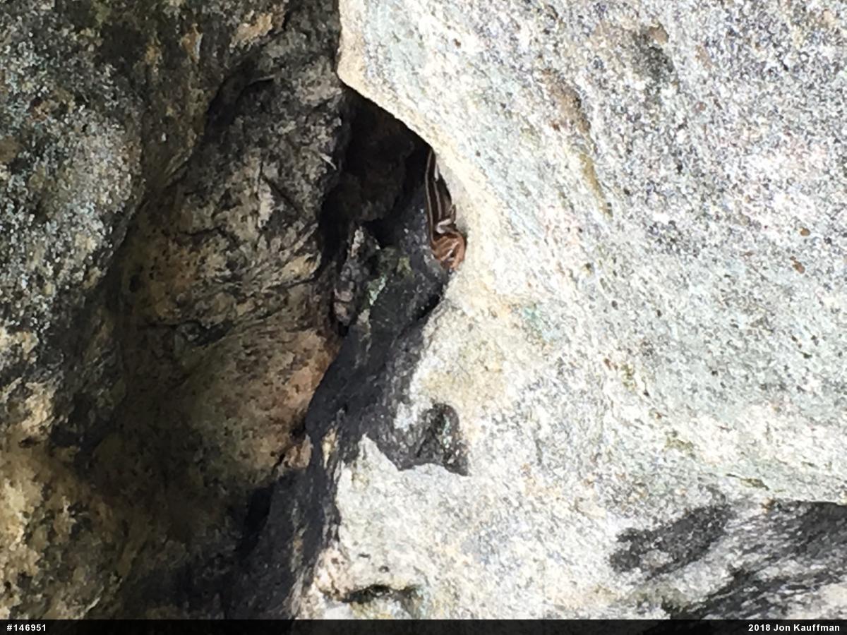Common Five-lined Skink
