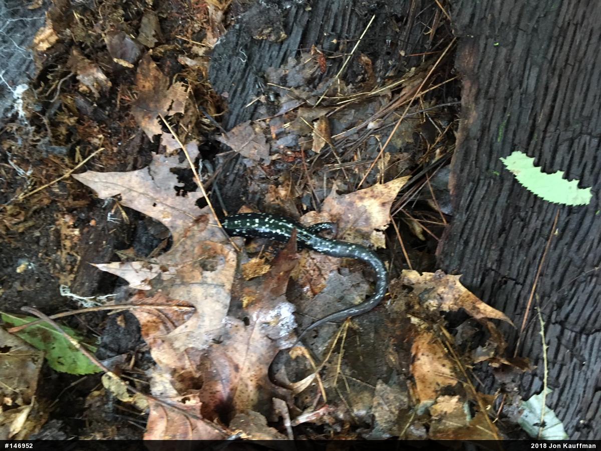 Northern Slimy Salamander