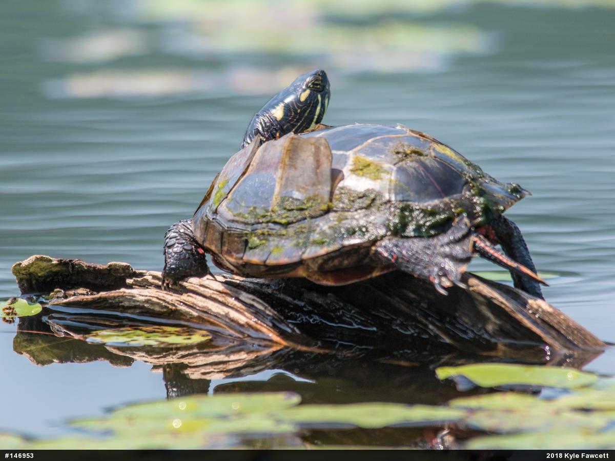 Painted Turtle