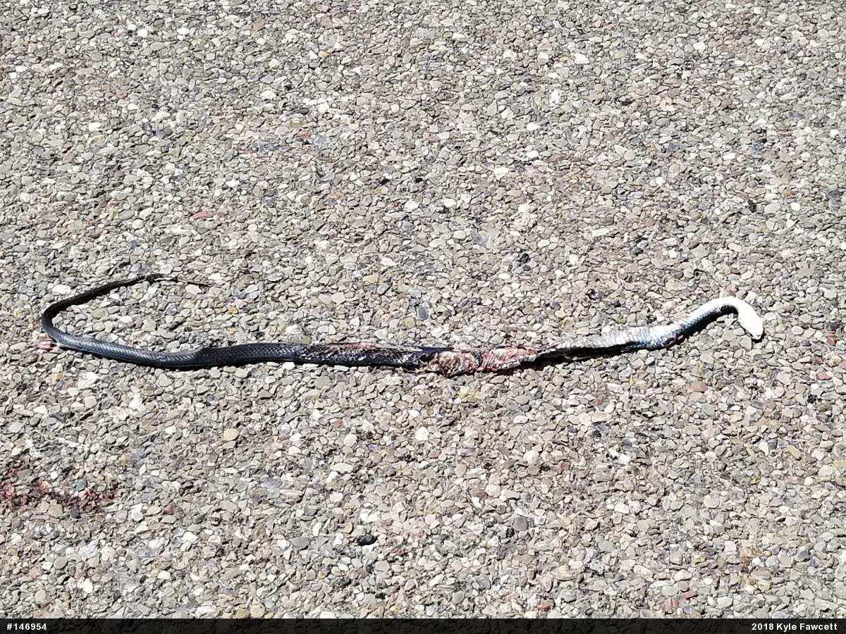 Northern Black Racer