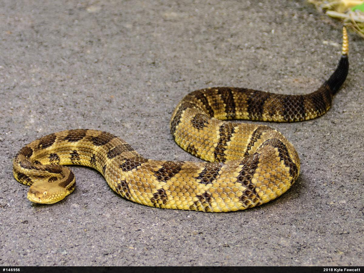 Timber Rattlesnake