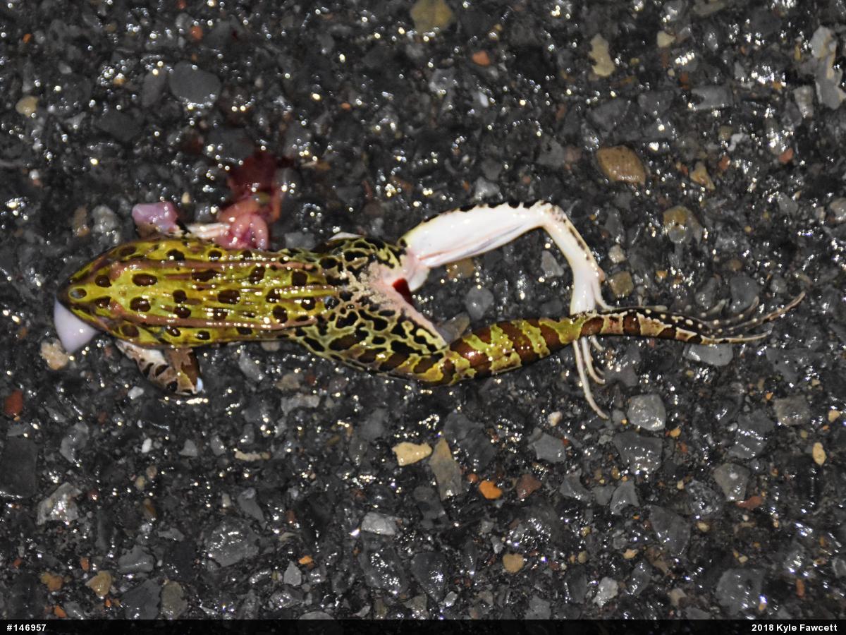 Northern Leopard Frog