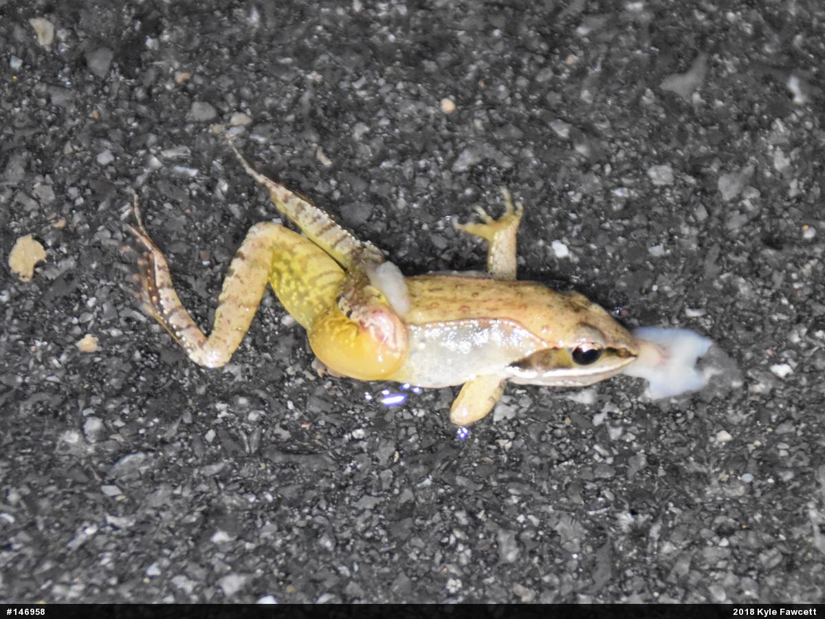 Wood Frog