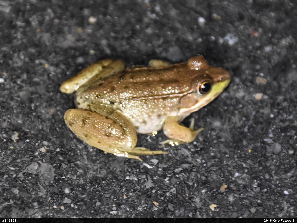 Green Frog