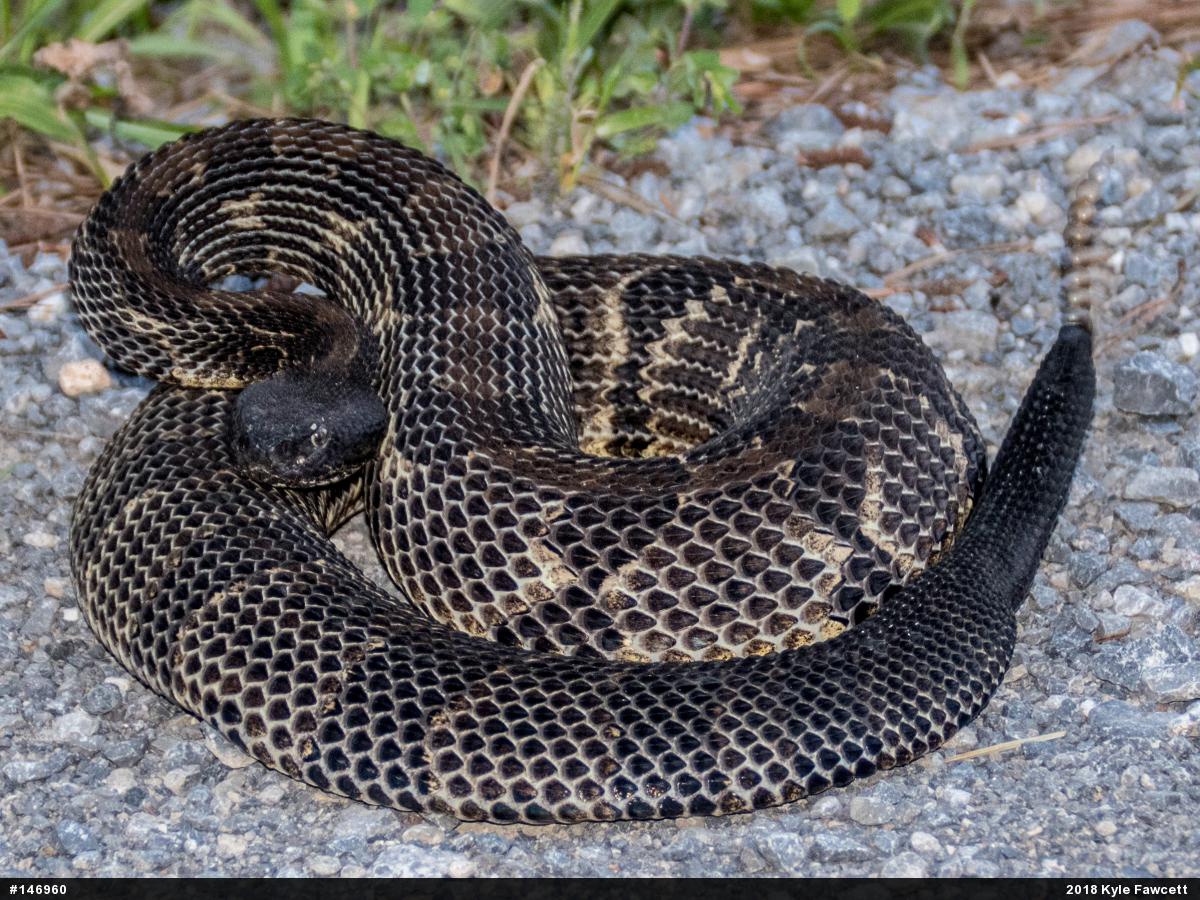 Timber Rattlesnake