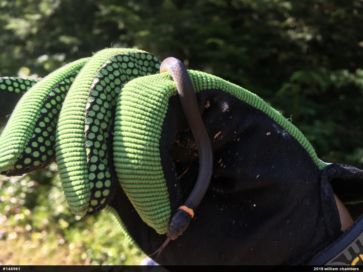 Northern Ring-necked Snake