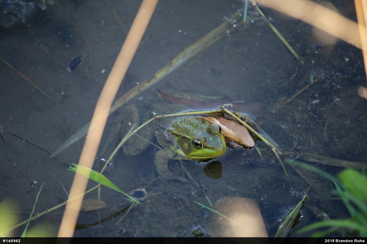 Green Frog