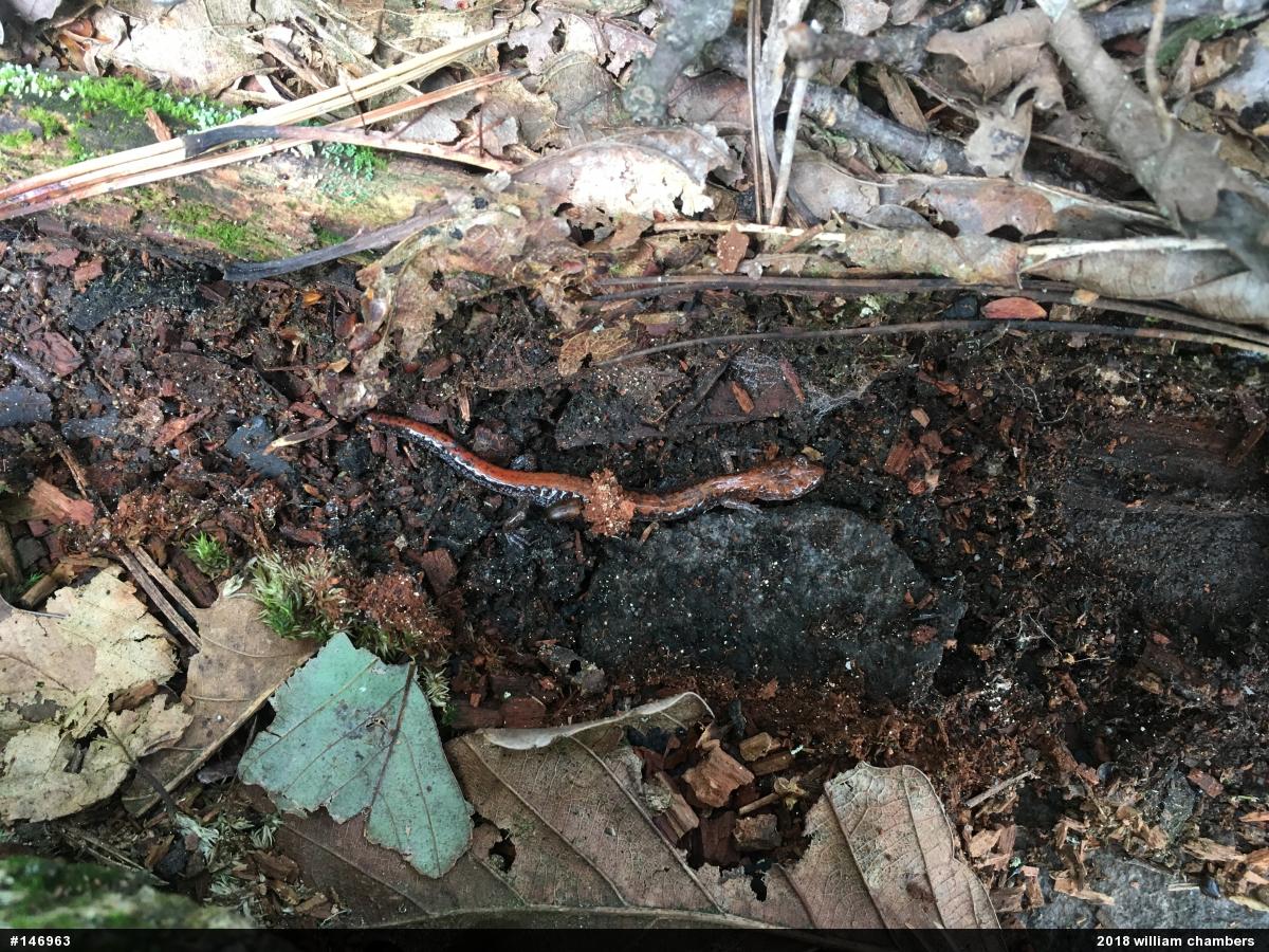 Eastern Red-backed  Salamander