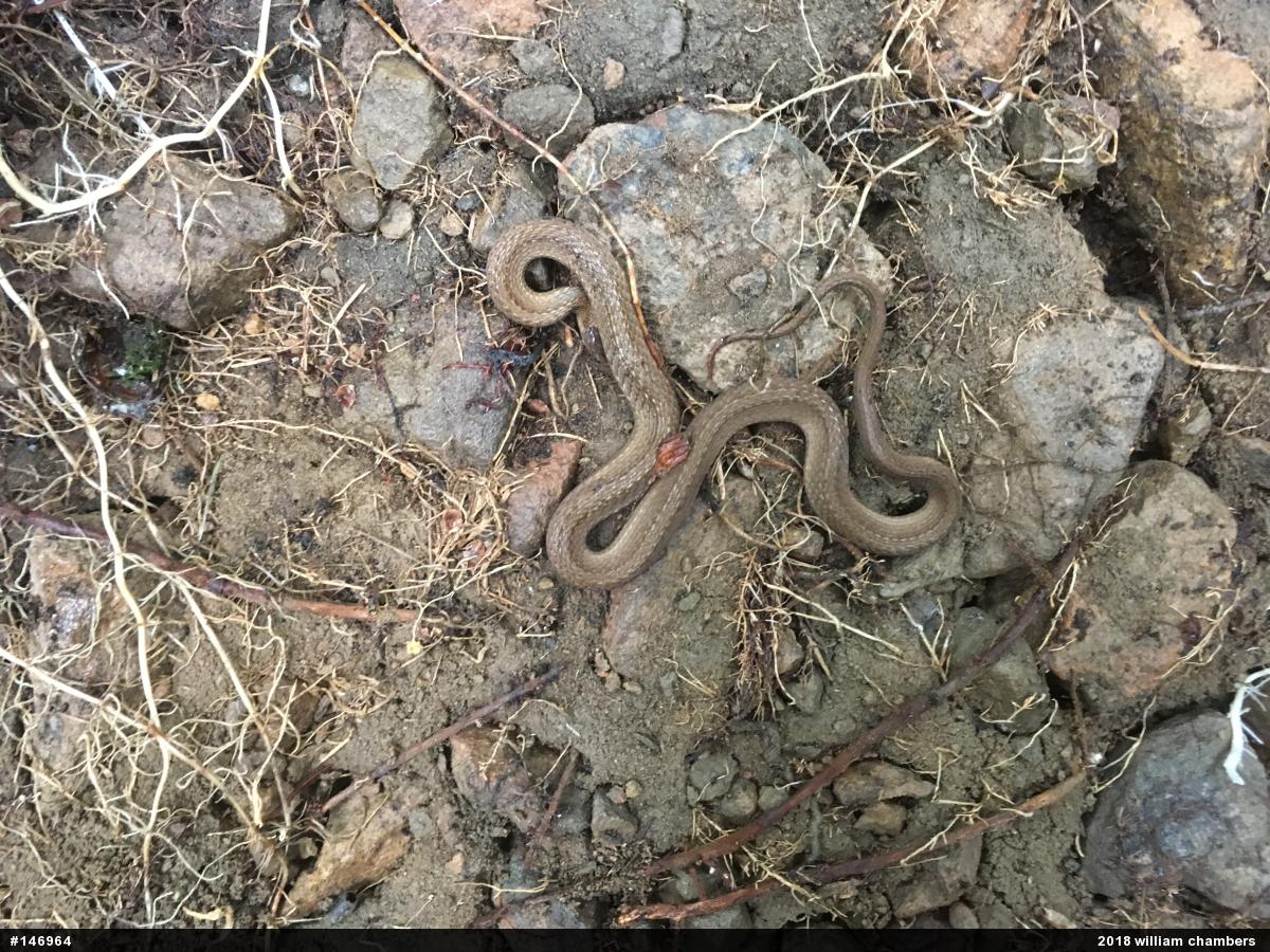 Red-bellied Snake
