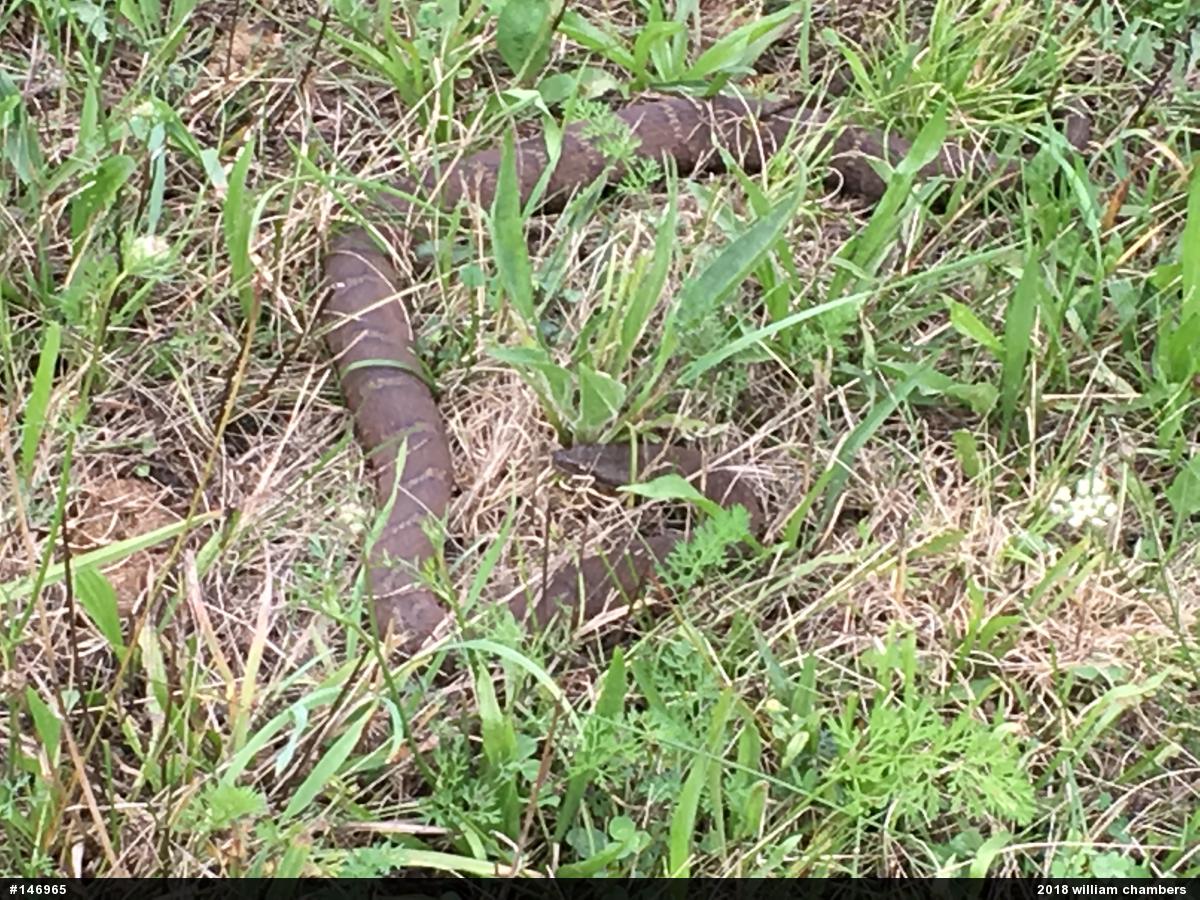 Northern Watersnake