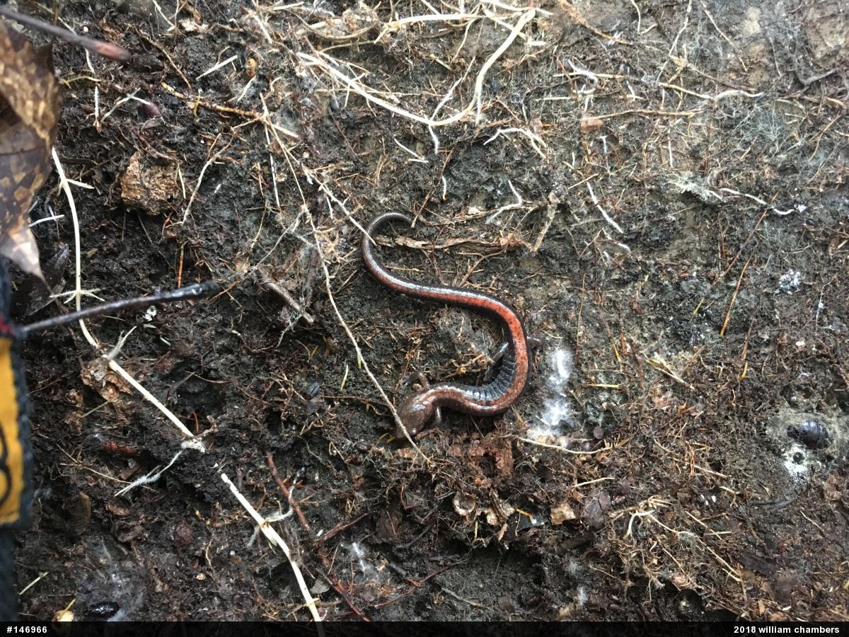 Eastern Red-backed  Salamander