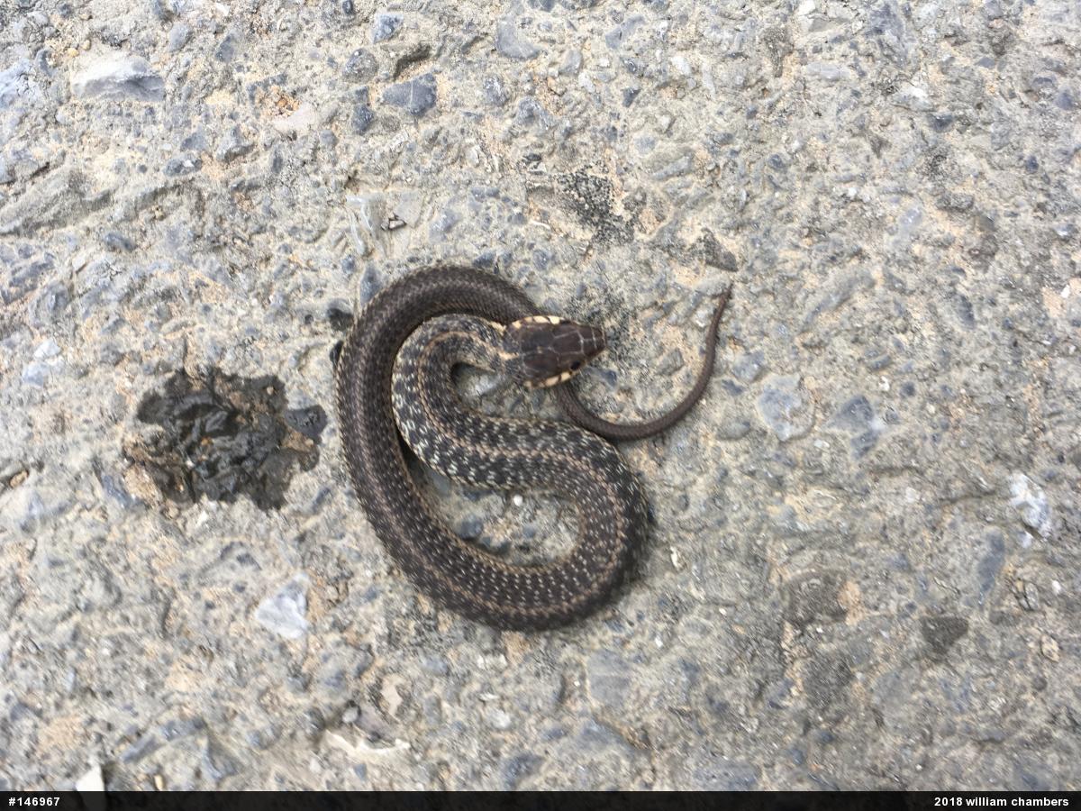 Eastern Gartersnake