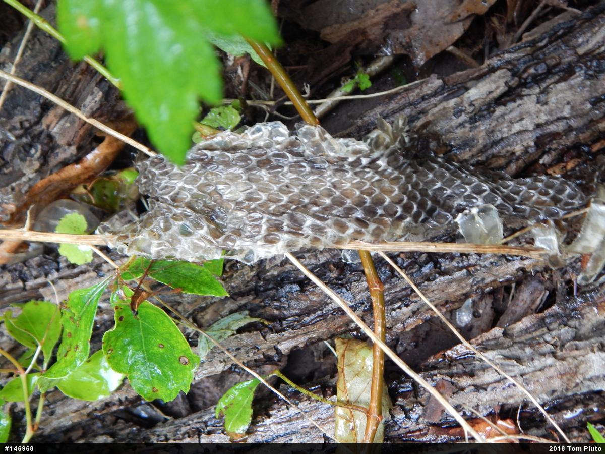 Timber Rattlesnake