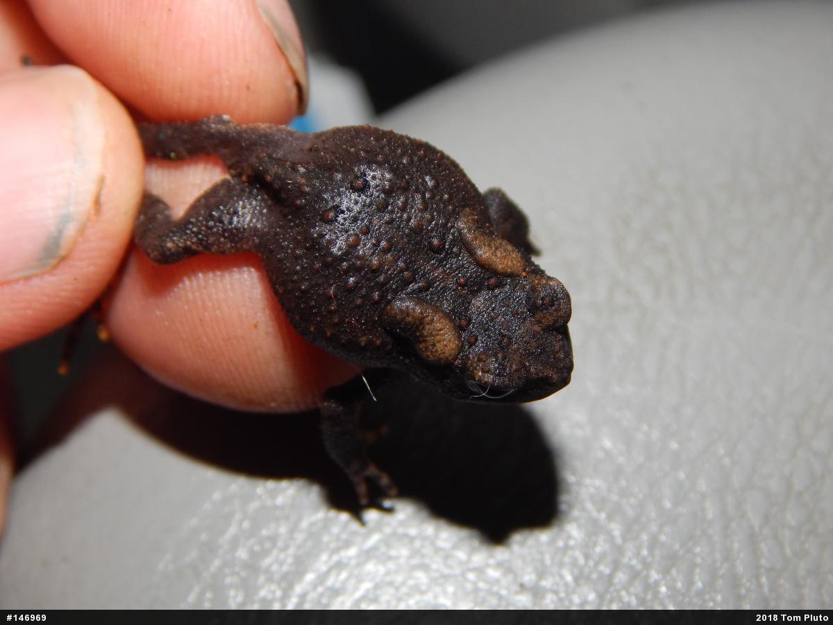 Eastern American Toad