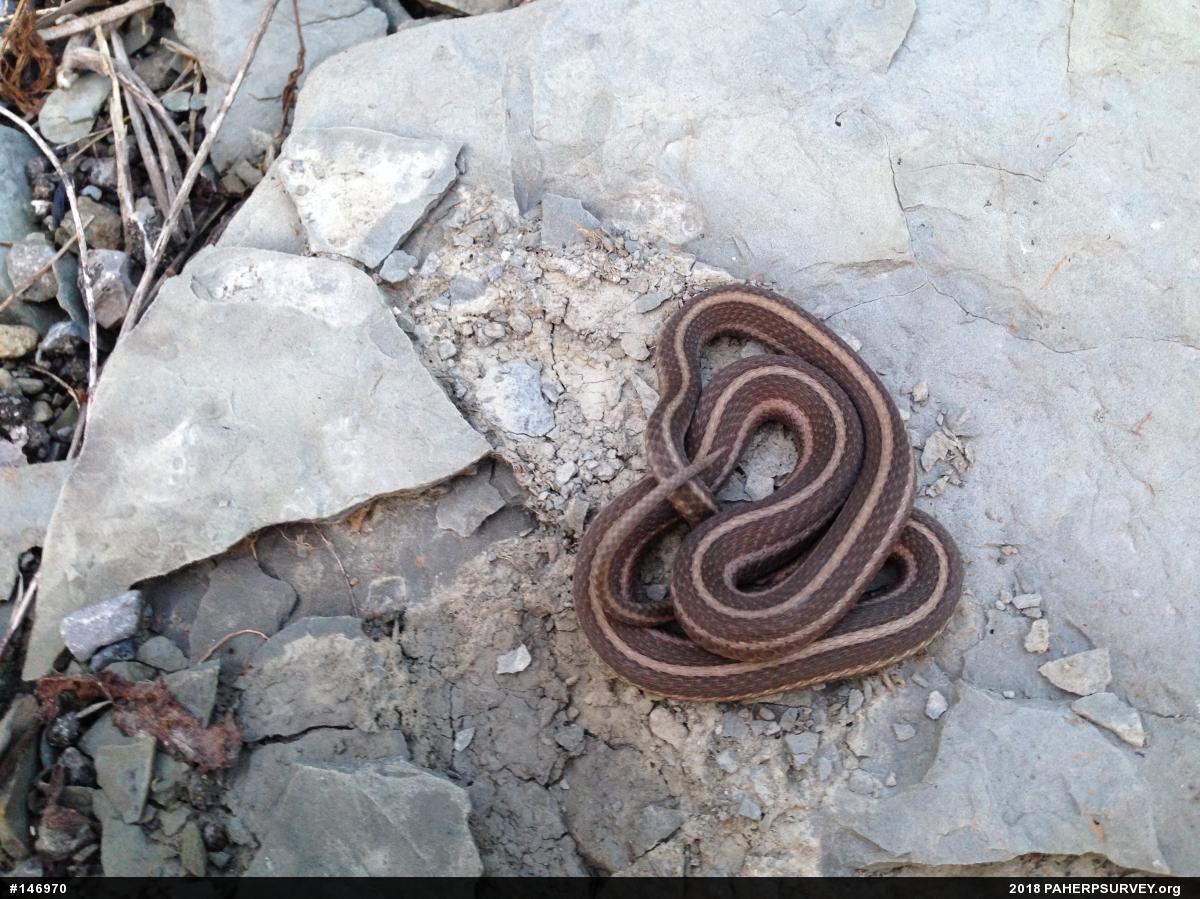 Shorthead Gartersnake