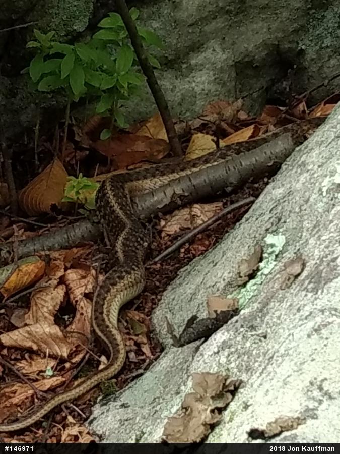 Eastern Gartersnake