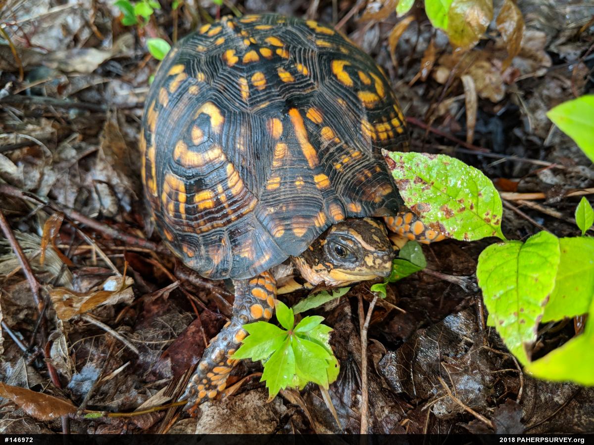 Eastern Box Turtle