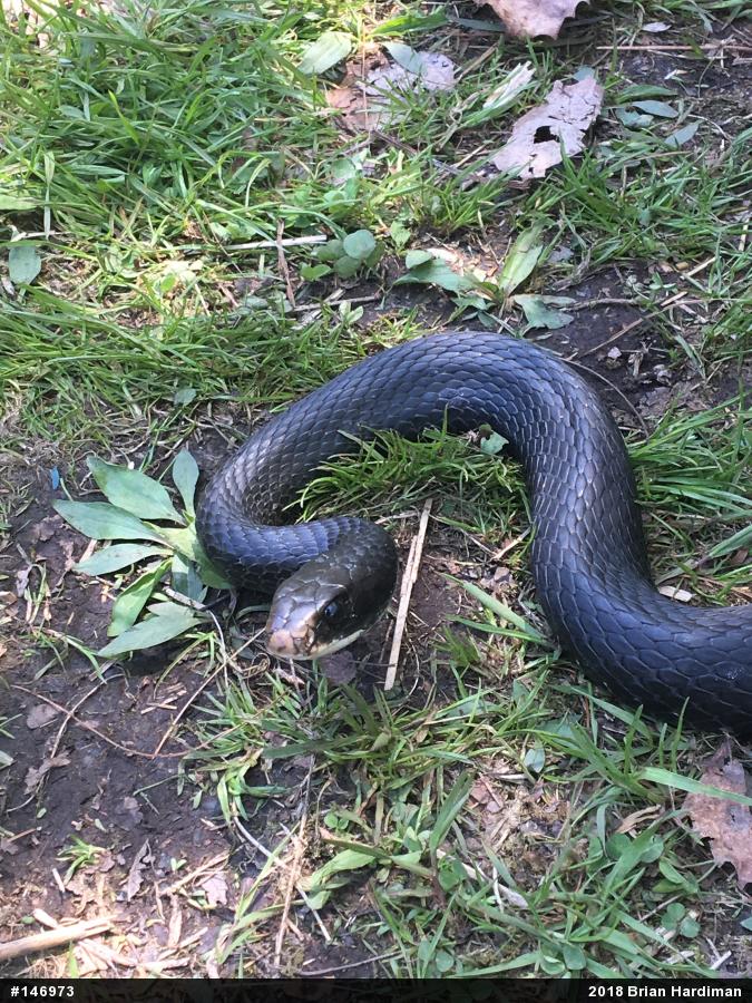 Northern Black Racer