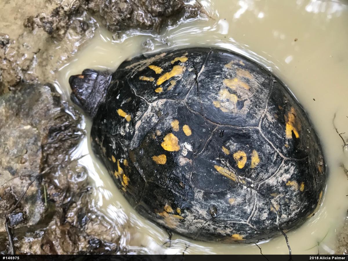 Eastern Box Turtle