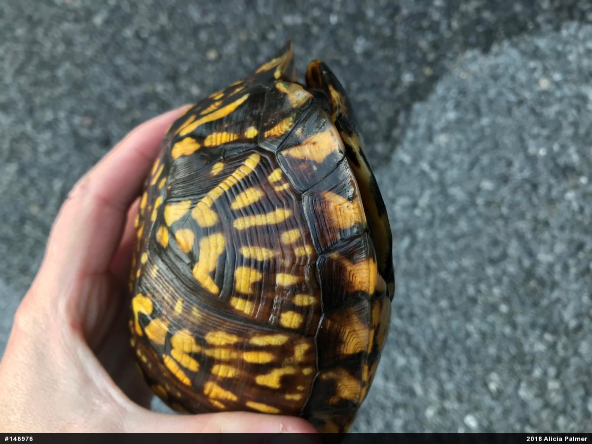 Eastern Box Turtle