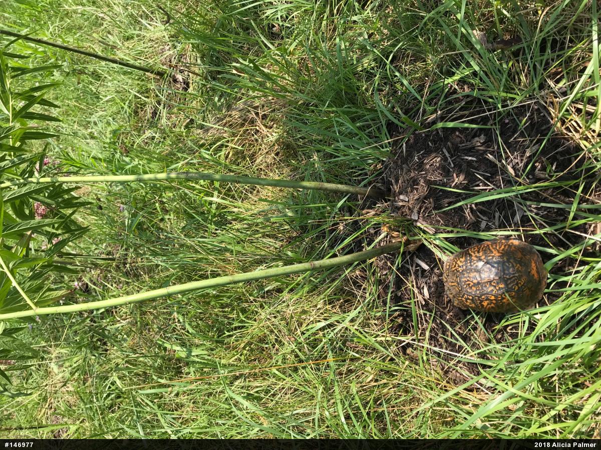 Eastern Box Turtle