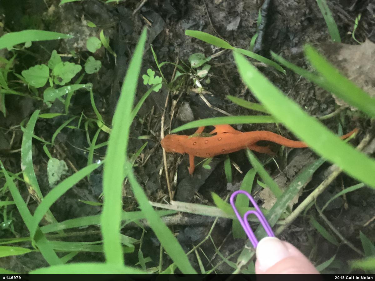 Red-spotted Newt
