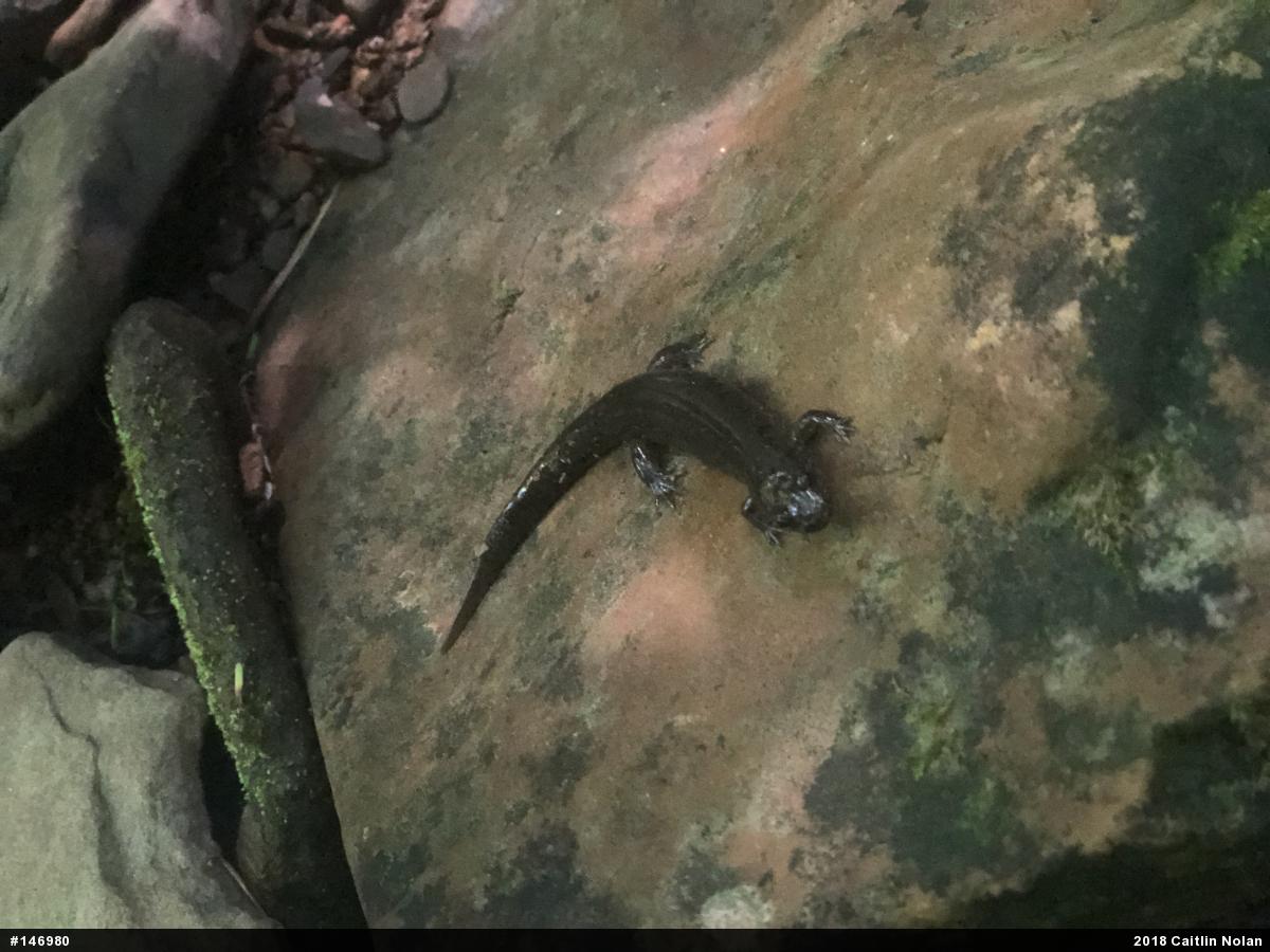 Northern Dusky Salamander