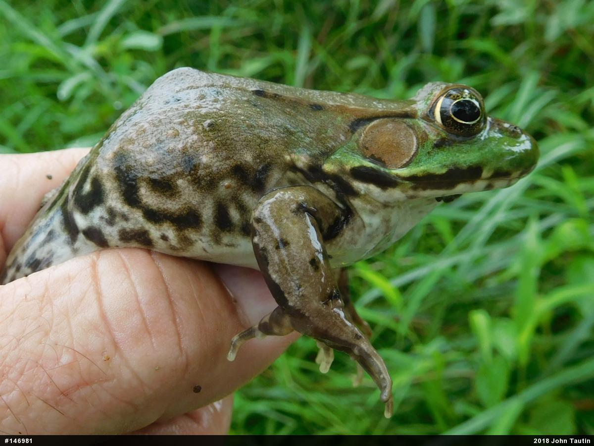 Green Frog