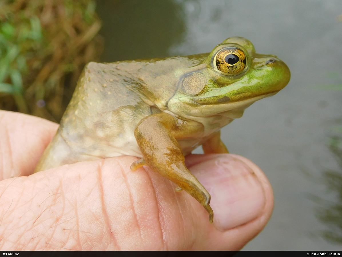 American Bullfrog