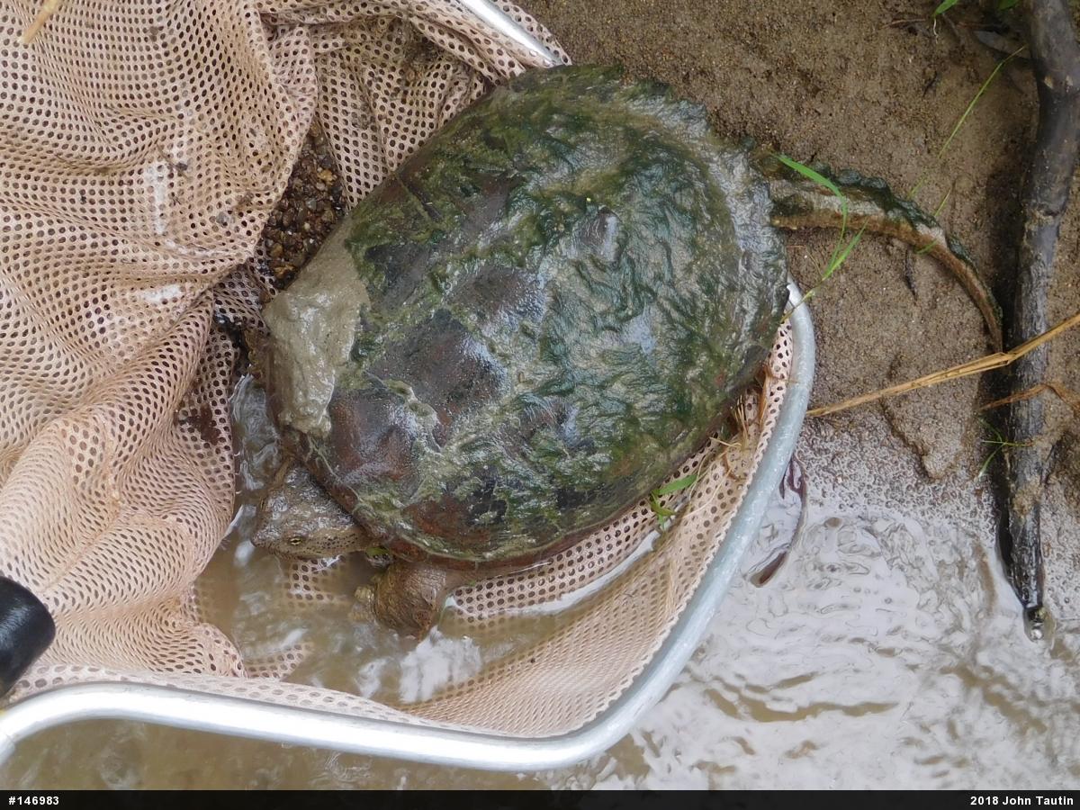 Snapping Turtle
