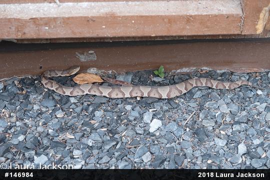 Northern Copperhead