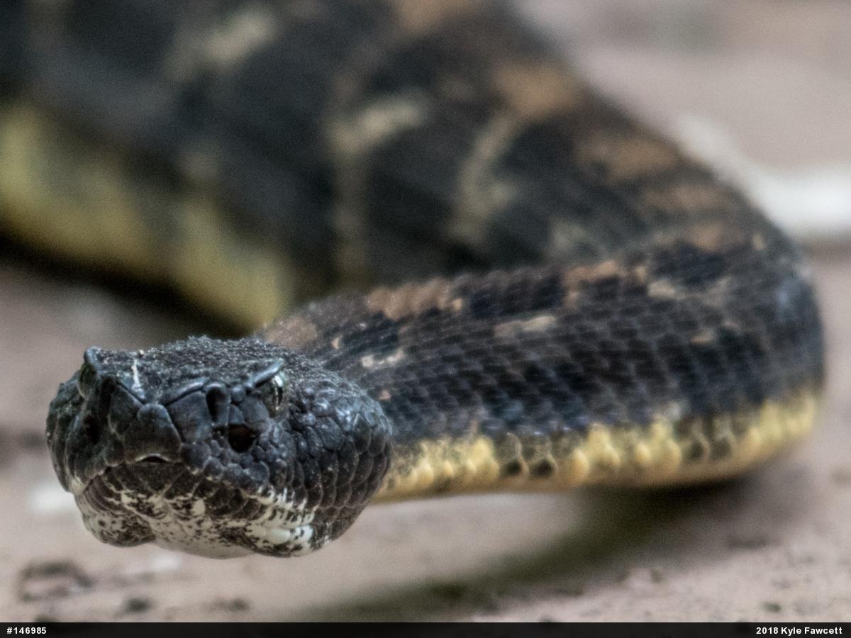 Timber Rattlesnake