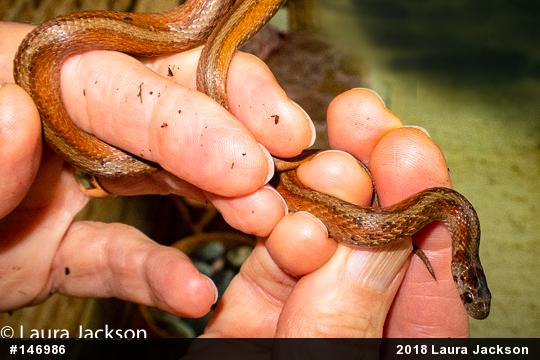 Dekay's Brownsnake