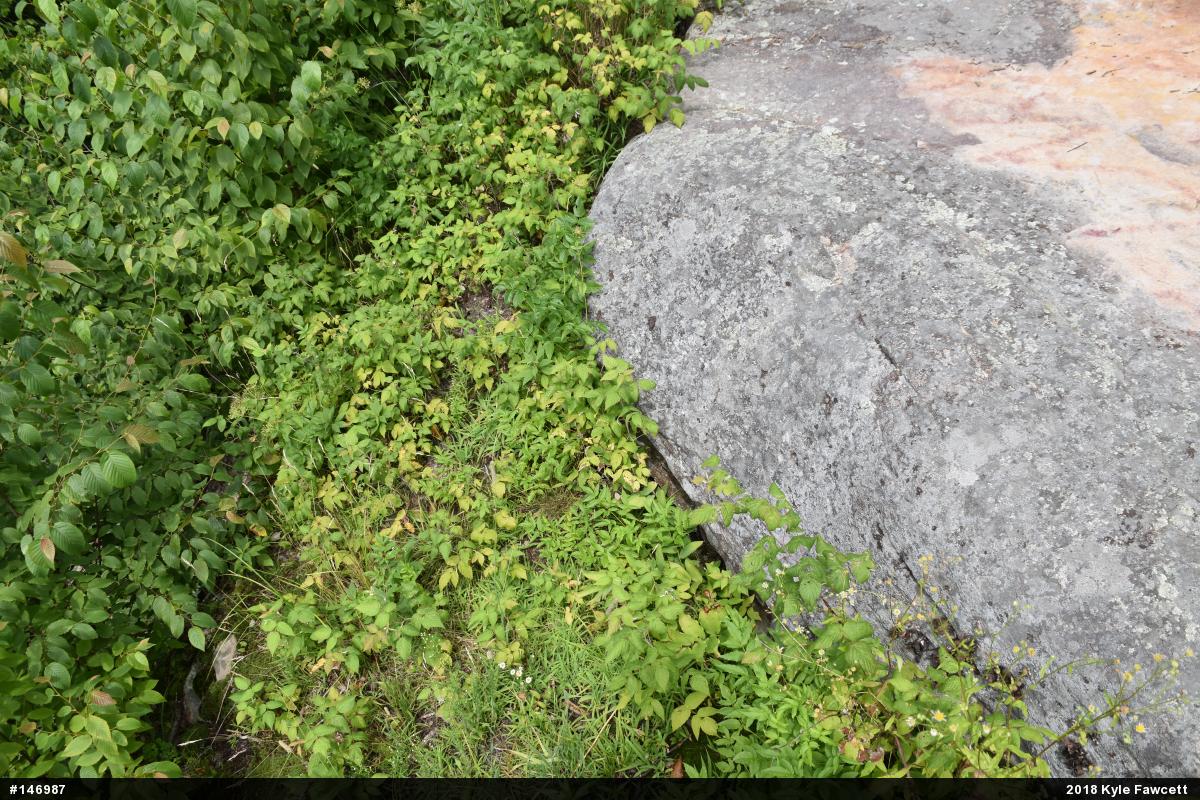Timber Rattlesnake