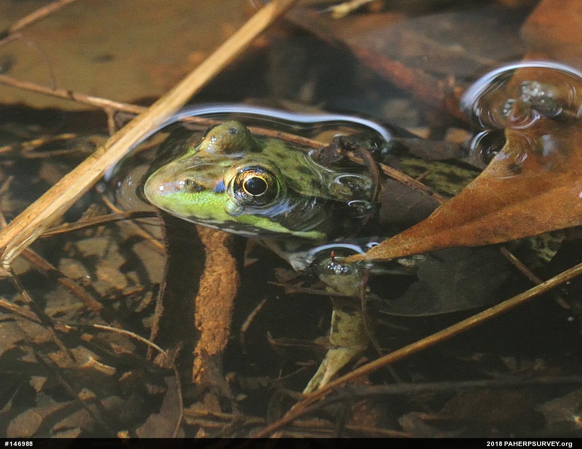 Green Frog