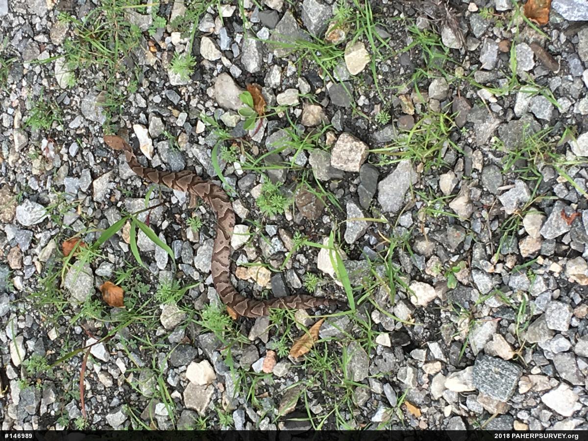 Northern Copperhead