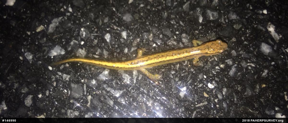 Northern Two-lined Salamander