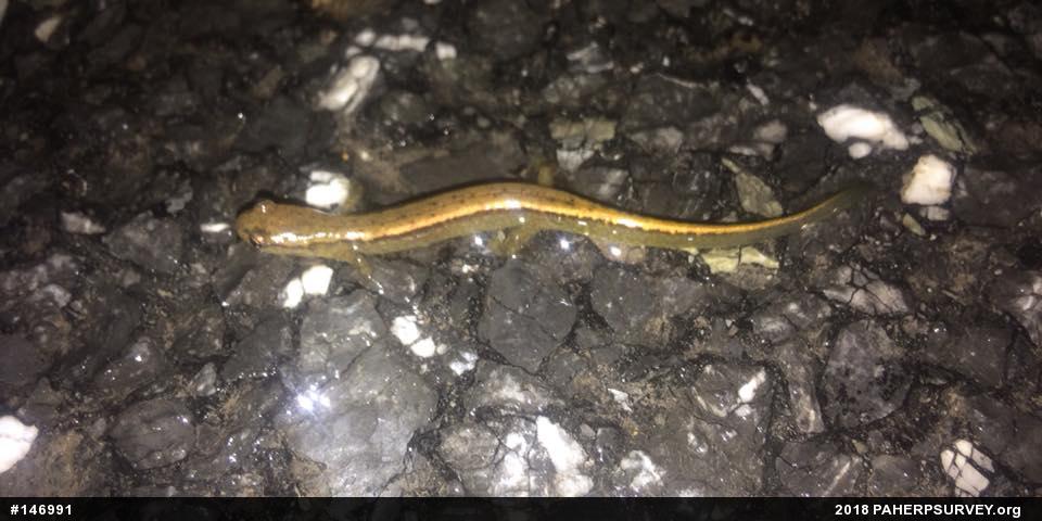 Northern Two-lined Salamander