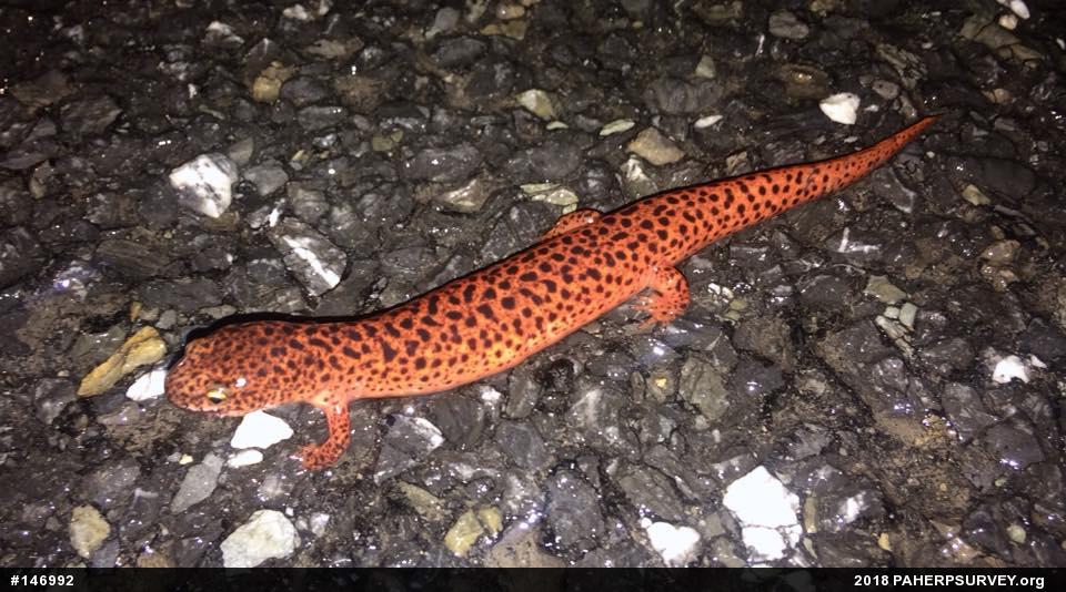 Northern Red Salamander