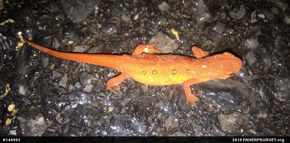 Red-spotted Newt