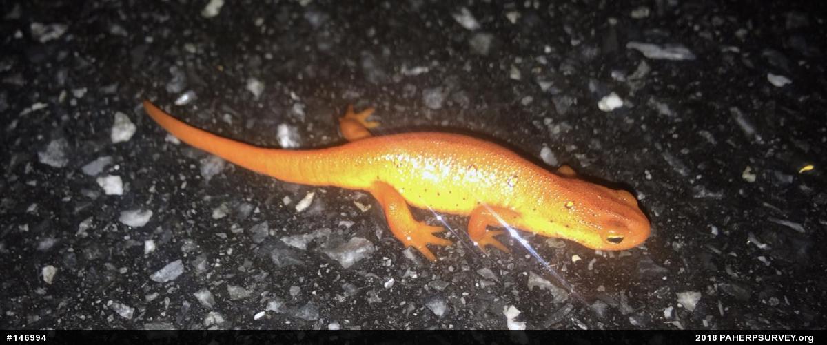 Red-spotted Newt