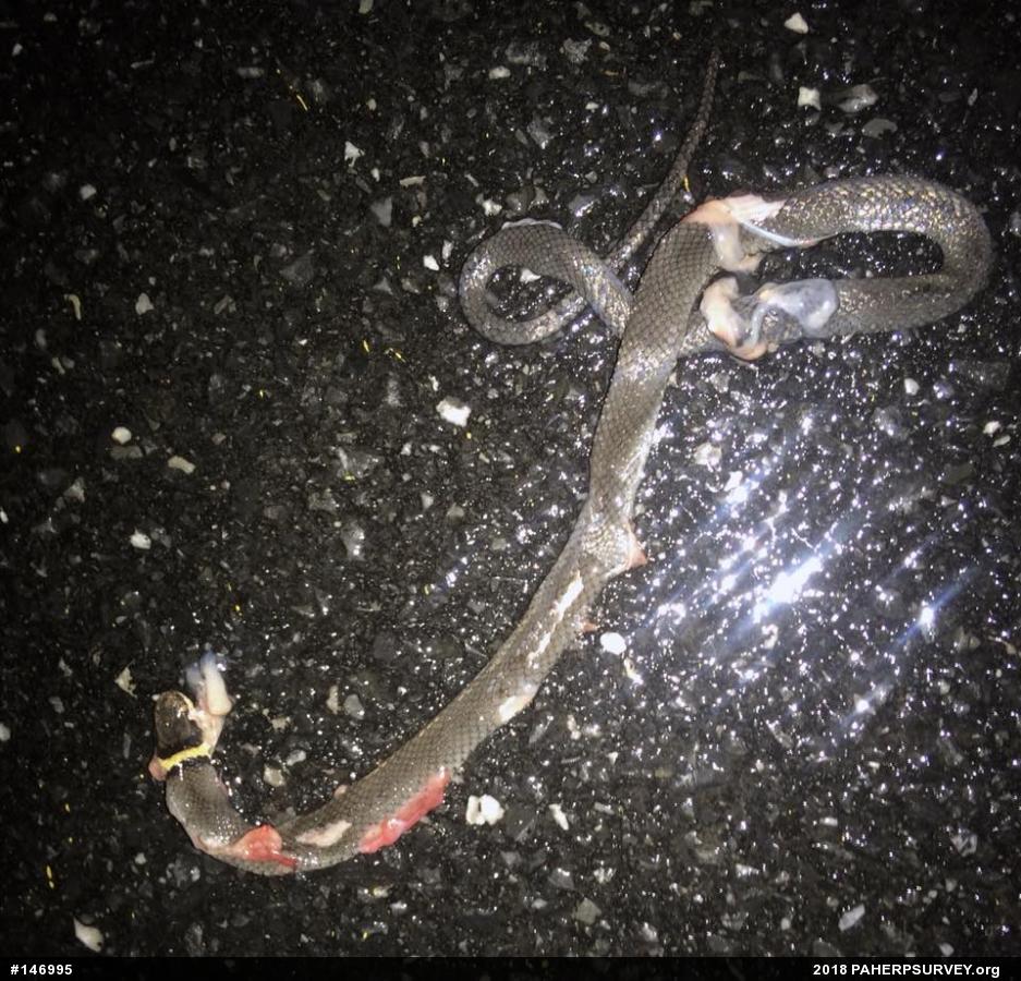 Northern Ring-necked Snake