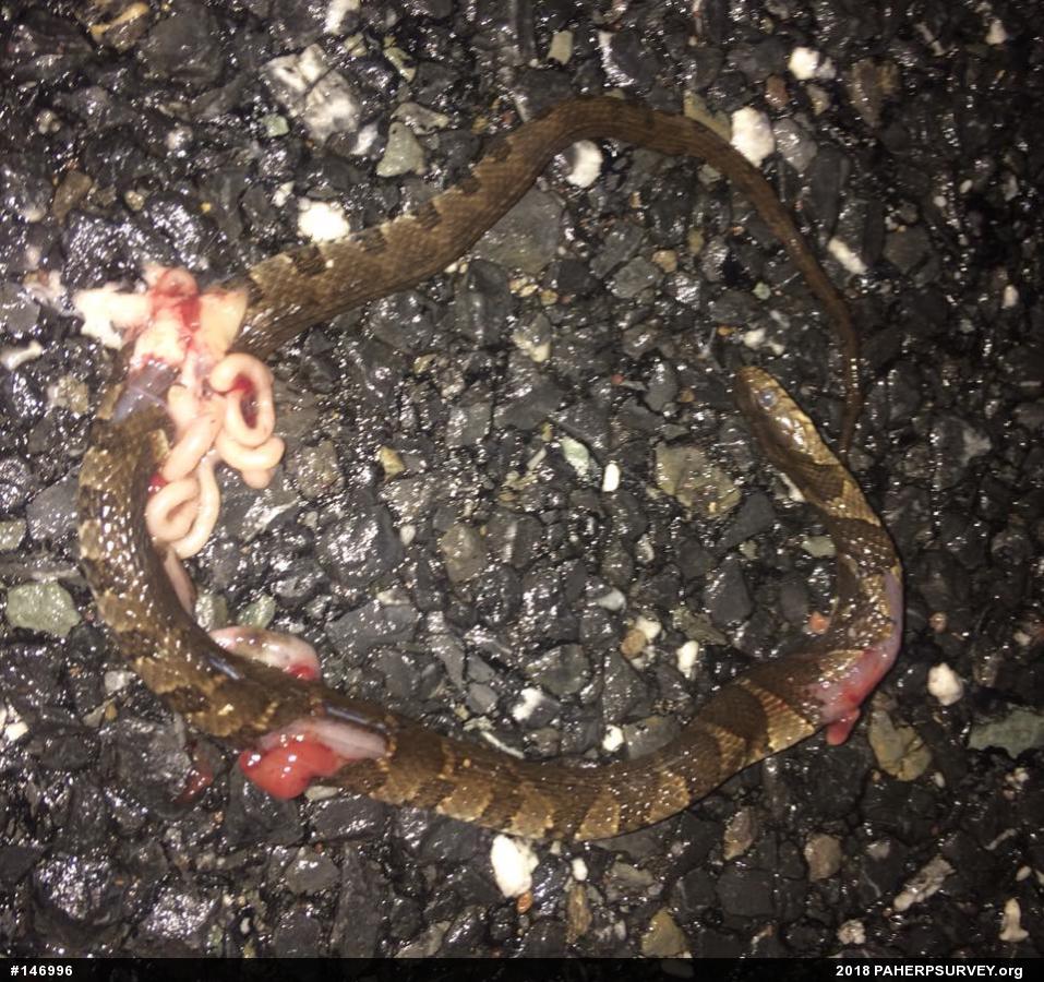 Northern Watersnake