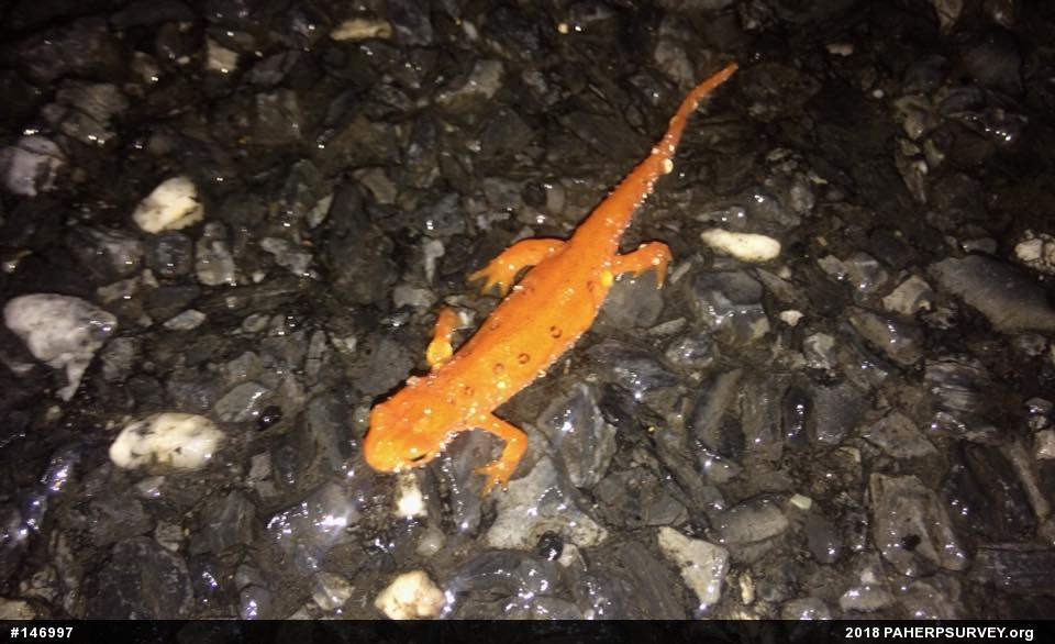 Red-spotted Newt